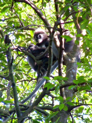 white-nosed pair with baby 5